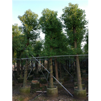 15公分香樟树&15公分樟树袋苗%现货20000棵 