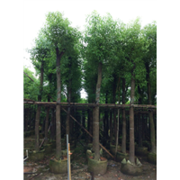 广东云南15公分香樟树&广东15公分樟树袋苗% 