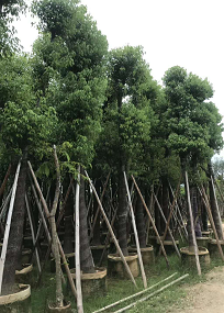 广东香樟 普宁香樟 香樟树大量供应 