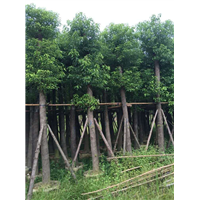 普宁香樟|◆普宁香樟树-普宁15公分香樟 