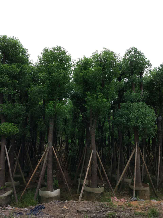 广东香樟|广东香樟树-广东15公分香樟 