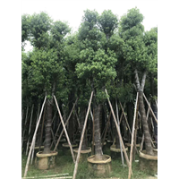 广东20公分香樟树 A货20公分香樟树 13682758746 