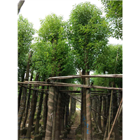 普宁香樟|◆普宁香樟树-普宁12公分香樟树 