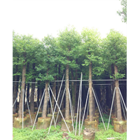 广东15公分香樟树袋苗&普宁15公分樟树袋苗 
