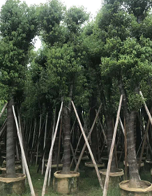 供应18-20公分香樟树袋苗 就在创奕花木场 