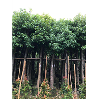 10公分香樟树袋苗 