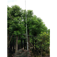 广东普宁香樟|◆广东普宁香樟树-12公分香樟 