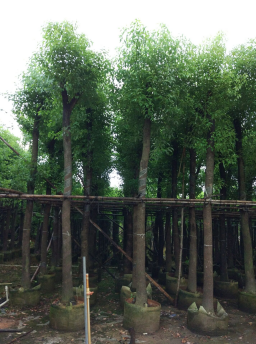 15-18-20公分香樟树袋苗  大量香樟树袋苗 