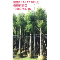需要15公分香樟树 15公分香樟树袋苗就在创奕花木场 
