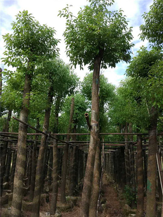 普宁香樟|◆普宁香樟树-普宁12公分香樟 
