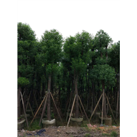 广东香樟|广东香樟树-广东15公分香樟 