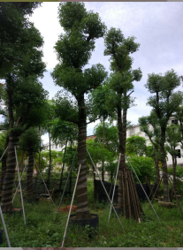 供应15-18-20-25-30公分香樟树 13682758746 