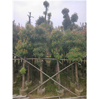 广东香樟|广东香樟树-广东8公分香樟 