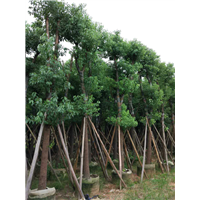 广东香樟|广东香樟树-广东18公分香樟 