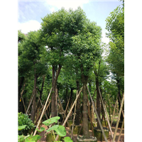 普宁香樟|普宁香樟树-普宁20公分香樟 