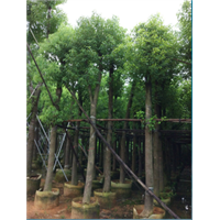 广东香樟 普宁香樟 广太香樟 15-20-25公分香樟 