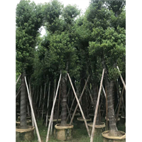 供应18-20公分香樟树袋苗 就在创奕花木场 
