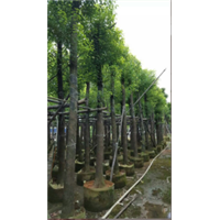 15公分香樟树&15公分樟树袋苗%2000棵15公分香樟树袋苗待出售 