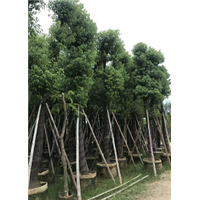 广东香樟 普宁香樟 香樟树大量供应 