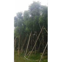 广东18-20-25公分香樟树袋苗 合作热线13682758746 