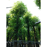 大量15公分香樟树袋苗优惠出售中手机13682758746 