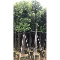 15-20公分香樟树 15-20公分香樟树袋苗 