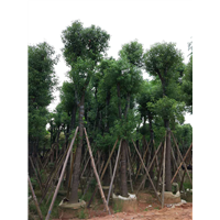 普宁香樟|普宁香樟树-普宁18公分香樟 