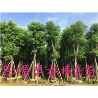广东普宁香樟|◆广东普宁香樟树-15公分骨架香樟代苗 