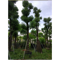 广东18-20-25-30公分香樟树 A货香樟树袋苗 
