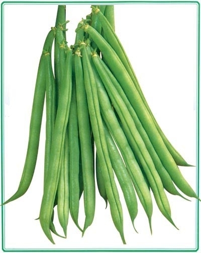 豆角-石狮蔬菜配送/石狮蔬菜加工切配5