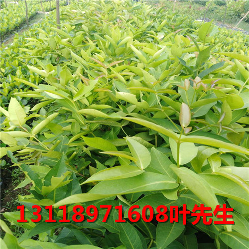 钦州台湾风梨苗，广西台湾风梨苗，广西果苗 