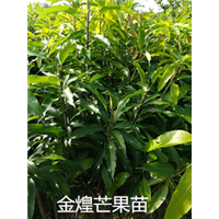 广东金煌芒果苗#广州金煌芒果苗，广州果苗 