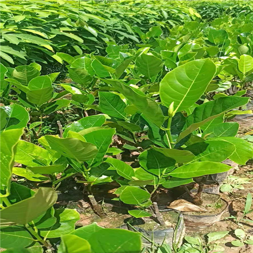 海南珍珠榴莲蜜苗批发