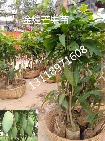海南云南芒果苗/金煌芒果杯苗 优质的嫁接芒果苗 