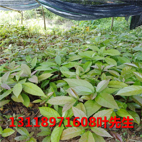 贵州牛油果苗批发，贵州牛油果苗，贵州果苗