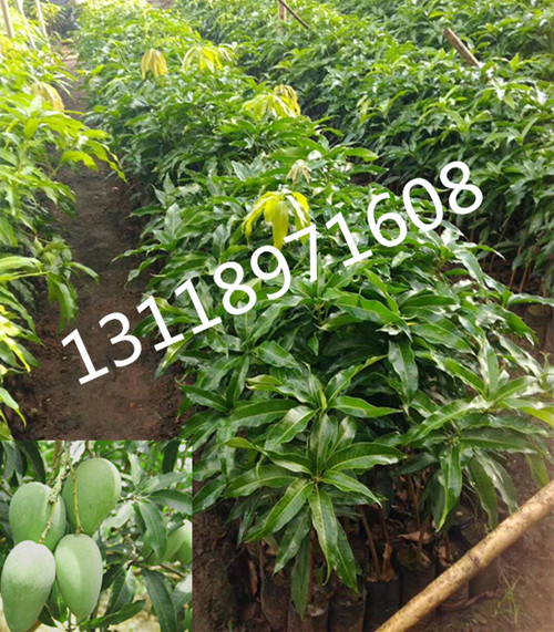 云南海南各种台农芒果苗批发 广西菠萝蜜批发基地 