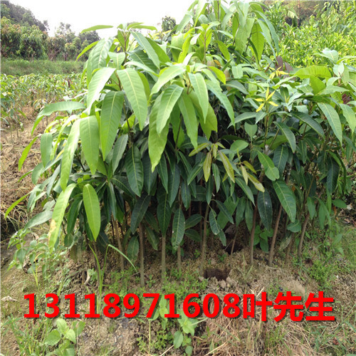 广西金煌芒果苗，百色金煌芒果苗，百色果苗
