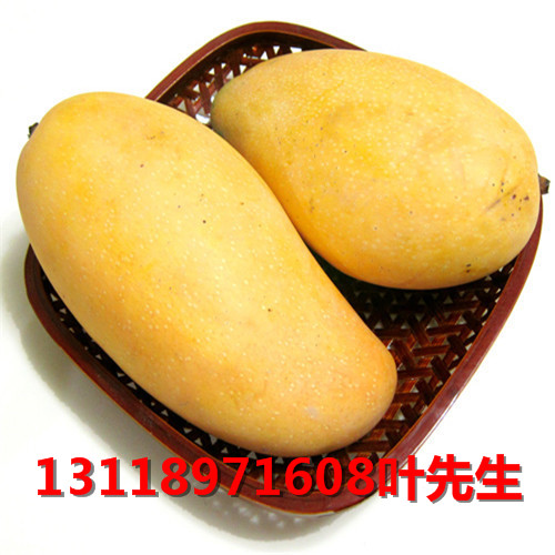 广西台农芒果苗，百色台农芒果苗，百色果苗