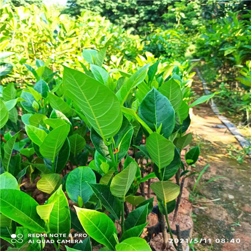 海南珍珠榴莲蜜种植