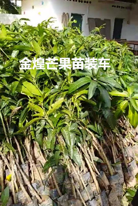 云南芒果苗、优质金煌芒果苗&价格 