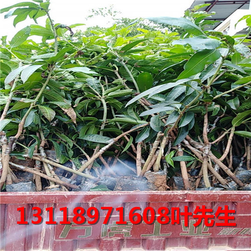 广东芒果苗，广州芒果苗，广州芒果苗基地 