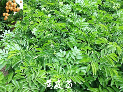 海南黄皮苗@鸡心黄皮苗&优质芒果苗种植基地 