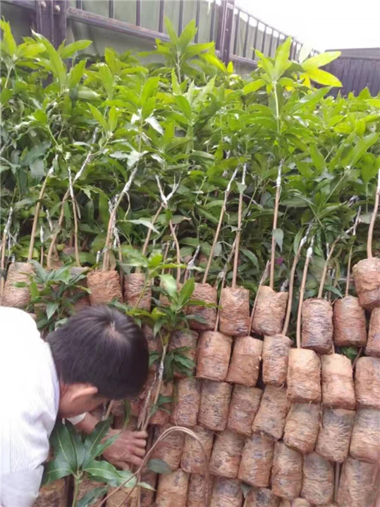 海南金煌芒果苗批发&海口三亚金煌芒果苗供应 