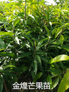 广东金煌芒果苗#广州金煌芒果苗，广州果苗 