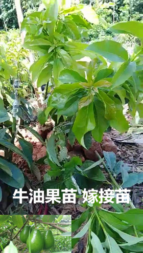 海南本地牛油果苗实生苗&嫁接苗牛油果苗 