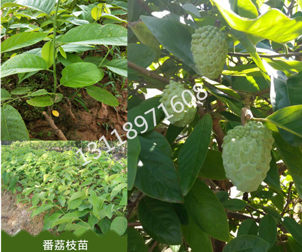 台湾凤梨（释迦果苗） 