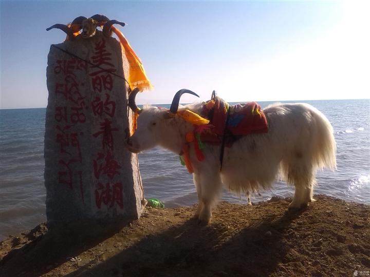 青海湖拍照的**位置