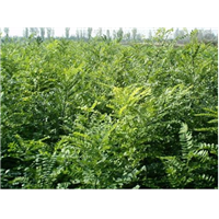 河南国槐种植基地