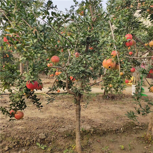 焦作石榴树苗基地