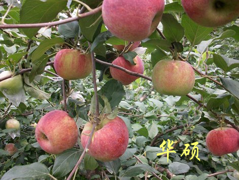 河南华硕苹果苗
